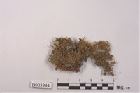 藏品(鱗葉鳳尾苔)的圖片